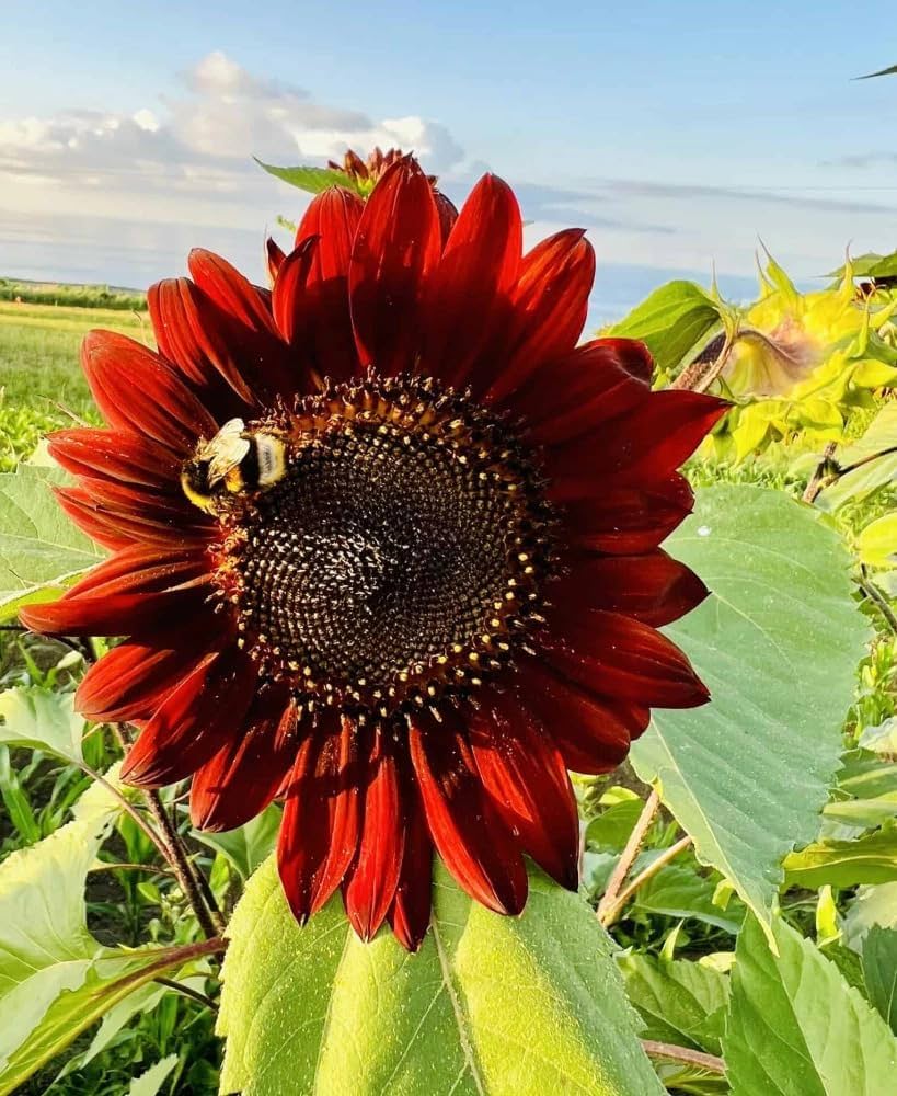 Non GMO Marron Sunflower planting seeds for home gardens
