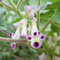 Purple White Tiger Claw Flower seeds for Planting - Cut Flower Favorite, Heirloom & GMO Free Seeds for Home Garden
 
 Sale for planting in home garden