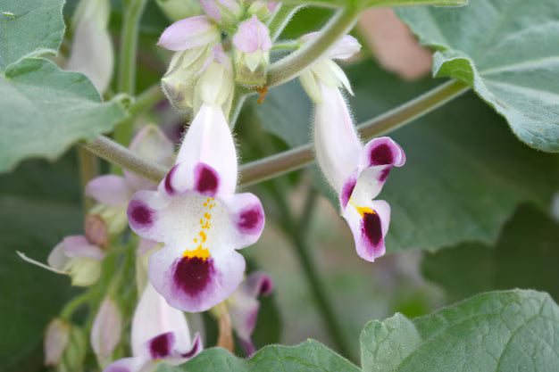 Purple White Tiger Claw Flower seeds for Planting - Cut Flower Favorite, Heirloom & GMO Free Seeds for Home Garden
 
 Sale