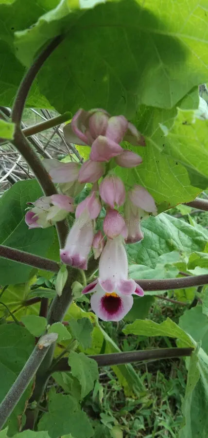 Pink Martynia Flower seeds for Planting - Shade Tolerant, Heirloom & GMO Free Seeds for Home Garden