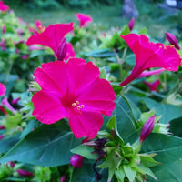 Heirloom Mirabilis Jalapa Flower seeds for Planting Easy to Grow Heirloom & GMO Free Seeds for Home Garden