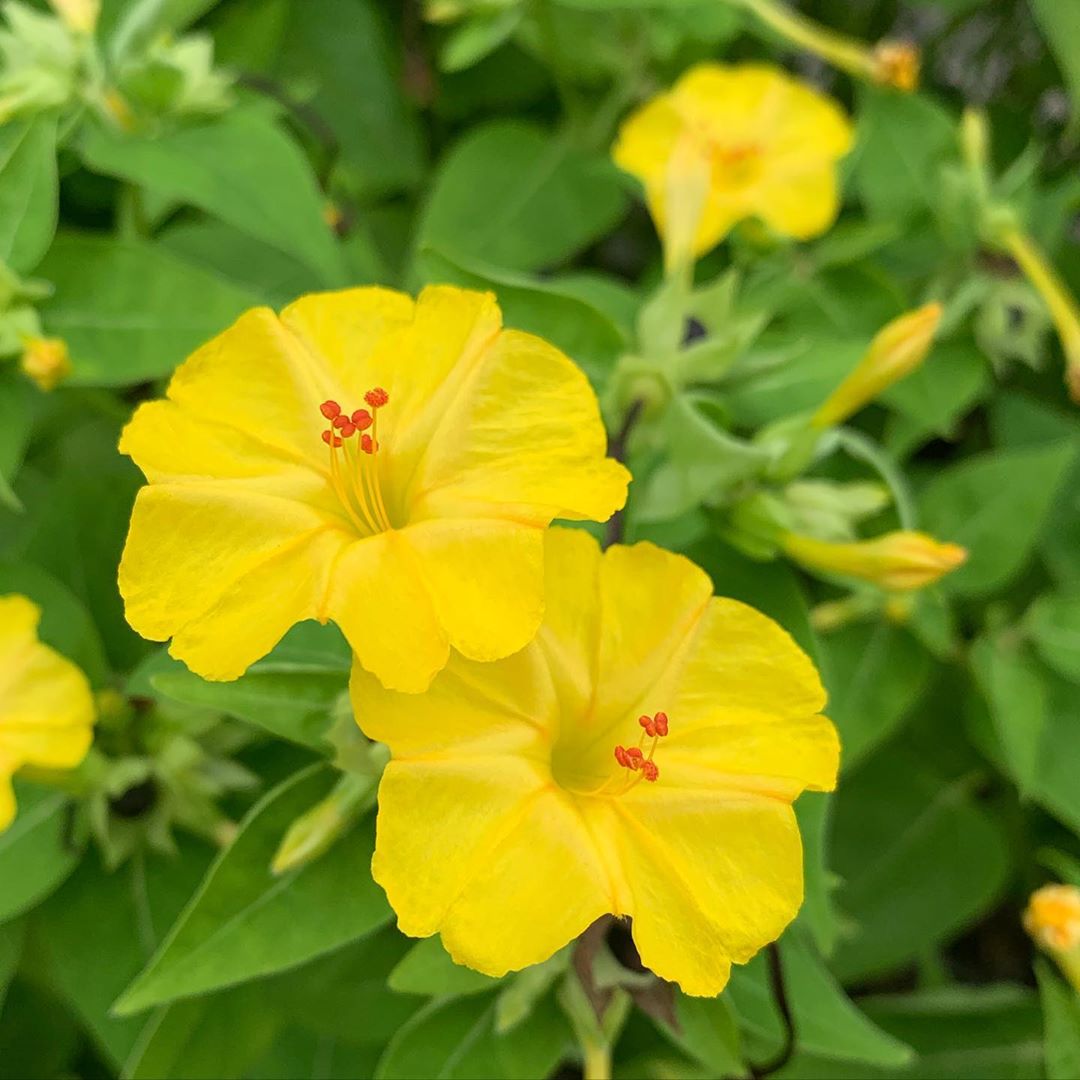 Yellow Mirabilis Flower seeds for Planting - Pollinator Friendly, Heirloom & GMO Free Seeds for Home Garden
