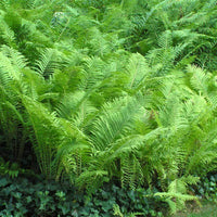 Blue Green Fern for Planting Low Maintenance Heirloom & GMO Free Seeds for Home Garden
 
 Sale