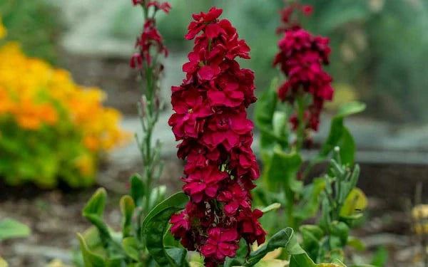 Red Mini Matthiola Incana Flower Seeds for Planting Cut Flower Favorite Heirloom & GMO Free Seeds for Home Garden 
 
 Sale