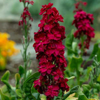 Matthiola Incana flowers planted in garden borders