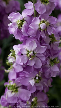 Matthiola Incana flowers enhancing garden borders