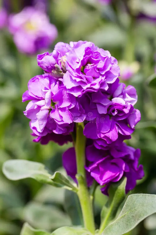 Purple Matthiola Incana Seeds Flower seeds for Planting Easy to Grow Heirloom & GMO Free Seeds for Home Garden