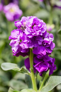 Purple Matthiola Incana Seeds Flower seeds for Planting Easy to Grow Heirloom & GMO Free Seeds for Home Garden