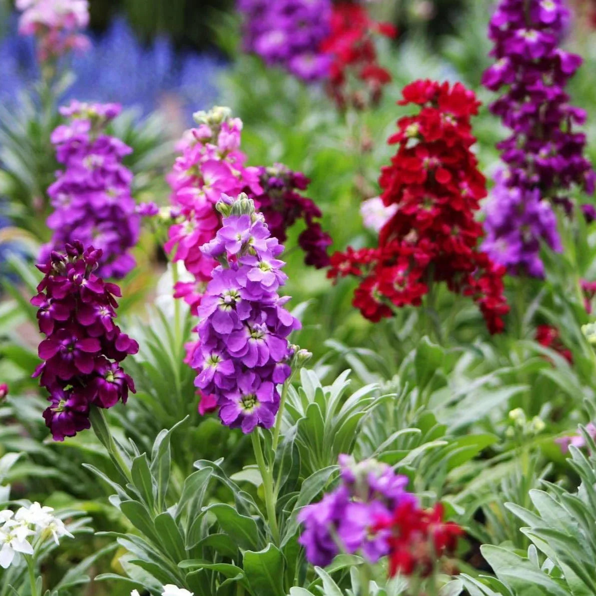 Matthiola Incana Flower Seeds