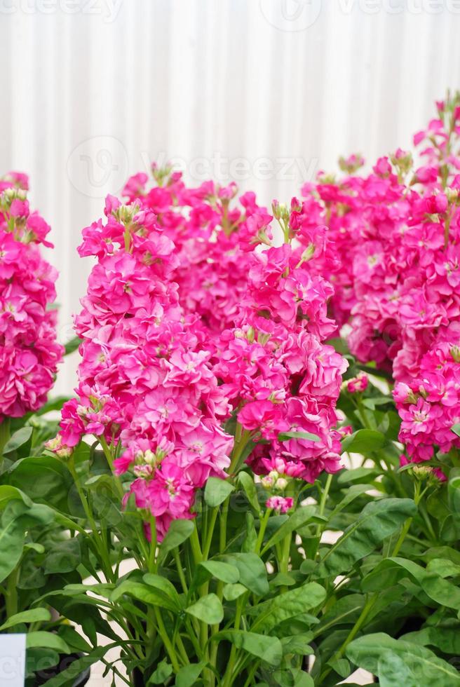 Pink Matthiola Flower Seeds for Garden Fragrant Blossoms Heirloom & GMO Free Seeds for Home Garden
 
 Sale