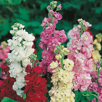 Vibrant Matthiola Incana Plants for Lush Garden Borders