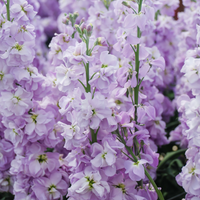 Violet Matthiola Flower seeds for Planting - Sun Loving, Heirloom & GMO Free Seeds for Home Garden