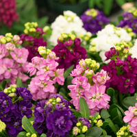 Purple Matthiola Incana Flower Seeds for Planting – Heirloom, Non-GMO, Fragrant Garden Seeds