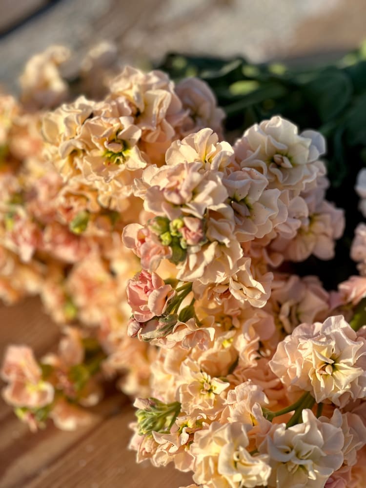 Peach Matthiola Incana Flower seeds for Planting - Low Maintenance, Heirloom & GMO Free Seeds for Home Garden