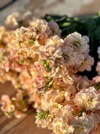 Peach Matthiola Incana Flower seeds for Planting - Low Maintenance, Heirloom & GMO Free Seeds for Home Garden