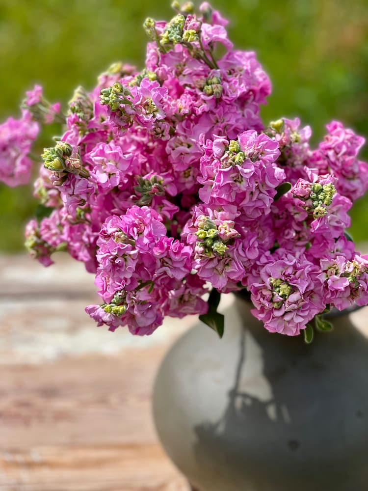Light Pink Matthiola Incana Flower seeds for Planting Vibrant Colors Heirloom & GMO Free Seeds for Home Garden 
 
 Sale