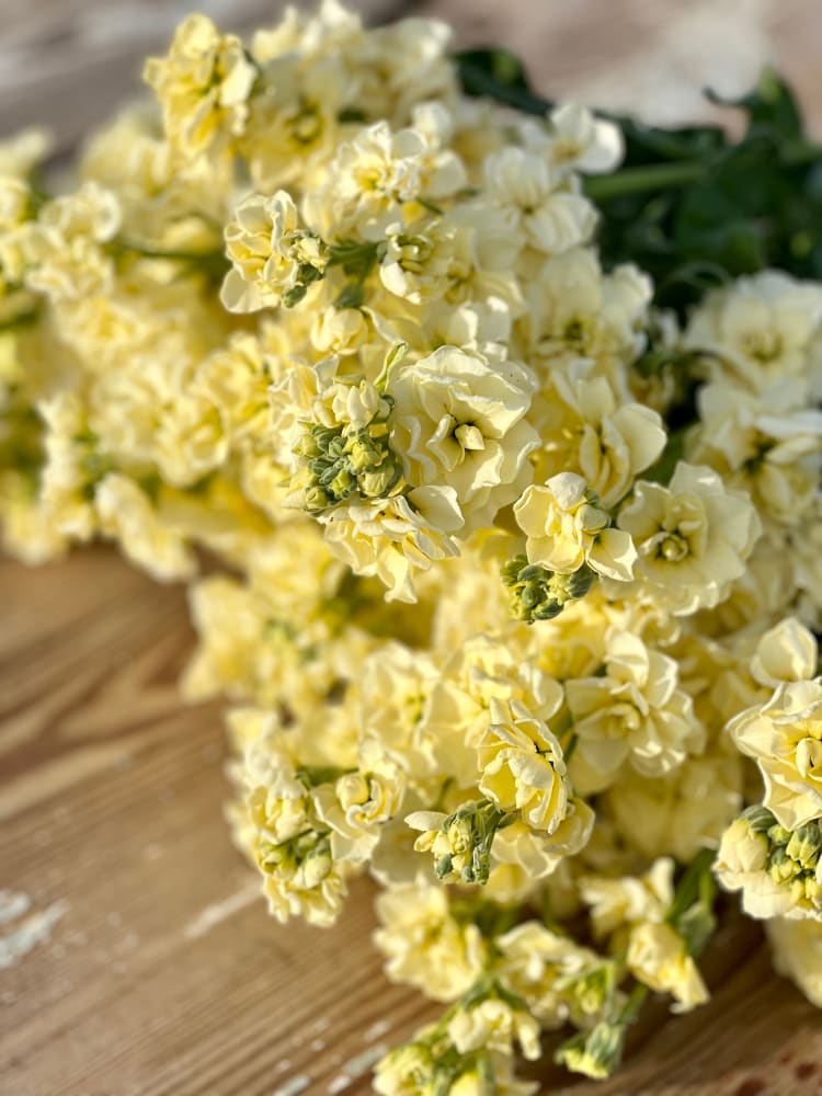 Light Yellow Matthiola Flower Seeds – Vibrant Colors Heirloom & NonGMO Seeds for Home Garden
 
 Sale