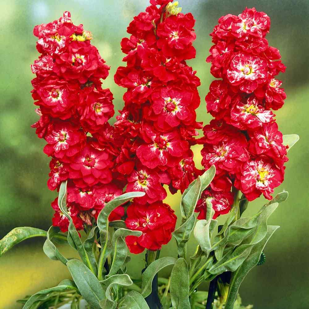 Matthiola Incana Maroon Flower Seeds for Planting