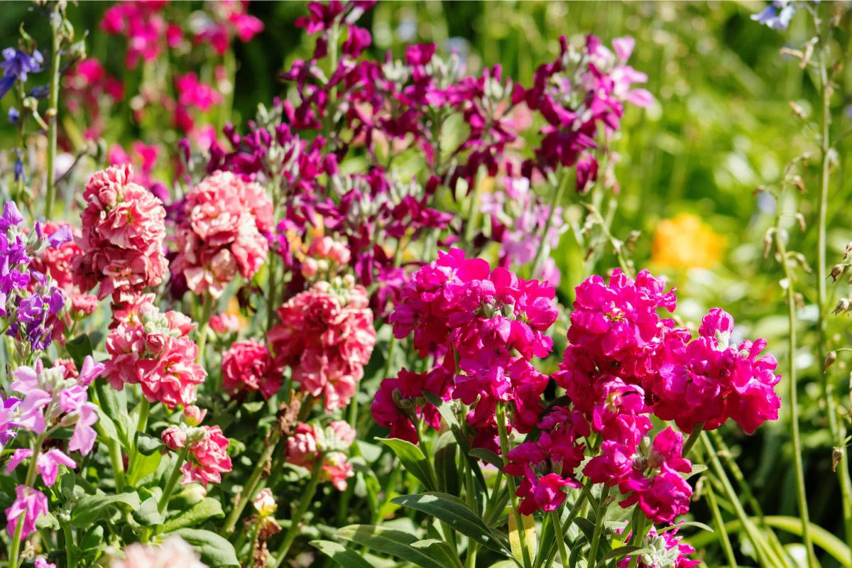 Light Pink Matthiola Flower seeds for Planting - Colorful Display, Heirloom & GMO Free Seeds for Home Garden