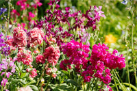 Light Pink Matthiola Flower seeds for Planting - Colorful Display, Heirloom & GMO Free Seeds for Home Garden
