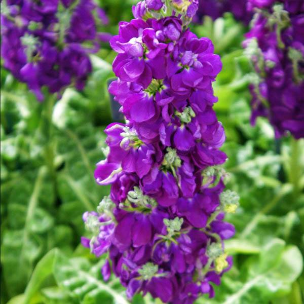 Purple Matthiola Flower seeds for Planting - Shade Tolerant, Heirloom & GMO Free Seeds for Home Garden