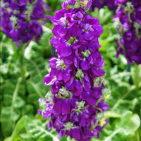 Purple Matthiola Flower seeds for Planting - Shade Tolerant, Heirloom & GMO Free Seeds for Home Garden