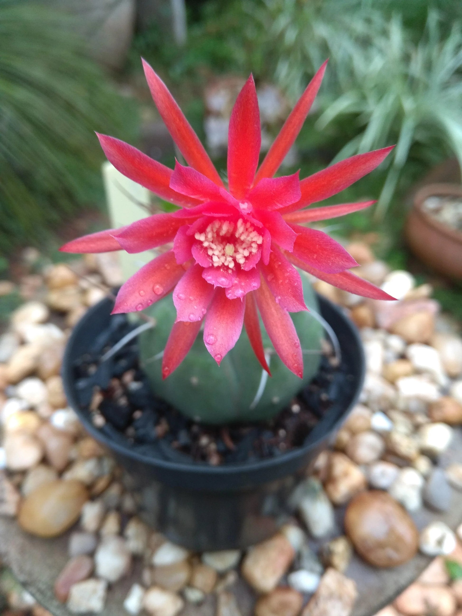Red Matucana Flower seeds for Planting - Cottage Garden Essential, Heirloom & GMO Free Seeds for Home Garden
