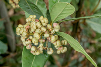 Mature bay laurel shrub in garden landscape