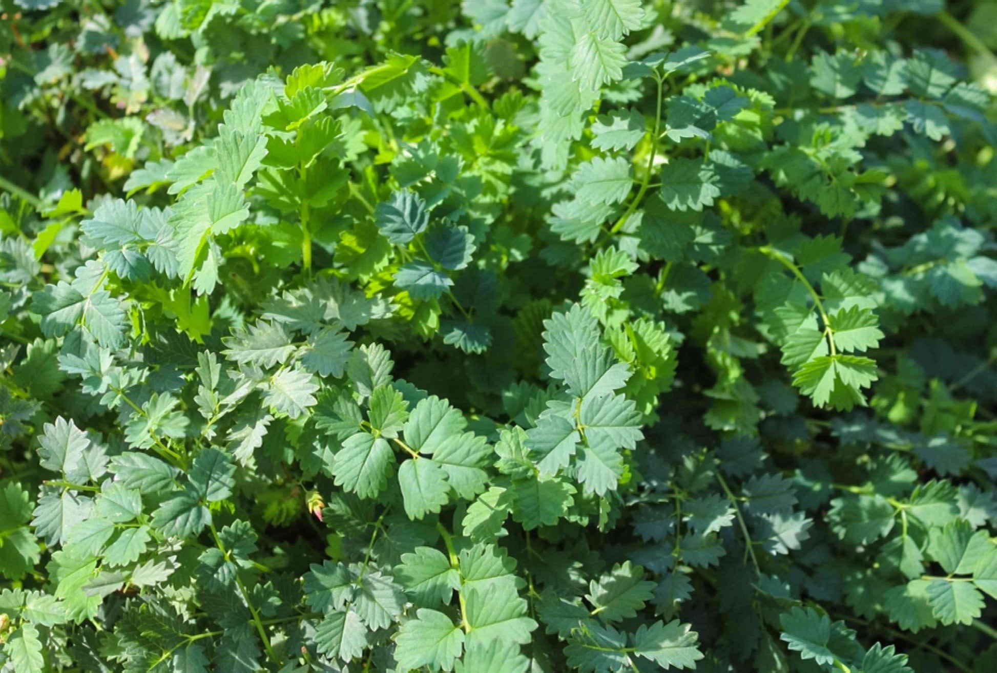 Mature Green Burnet Plant with Soft Foliage