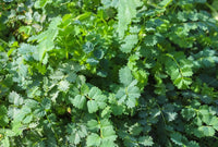 Mature Green Burnet Plant with Soft Foliage