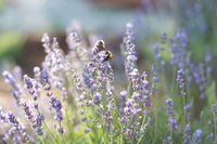 Mature Lavender Mint Plant with Fragrant Leaves