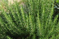 Mature Rosmarinus Plant with Green Needle-Like Leaves