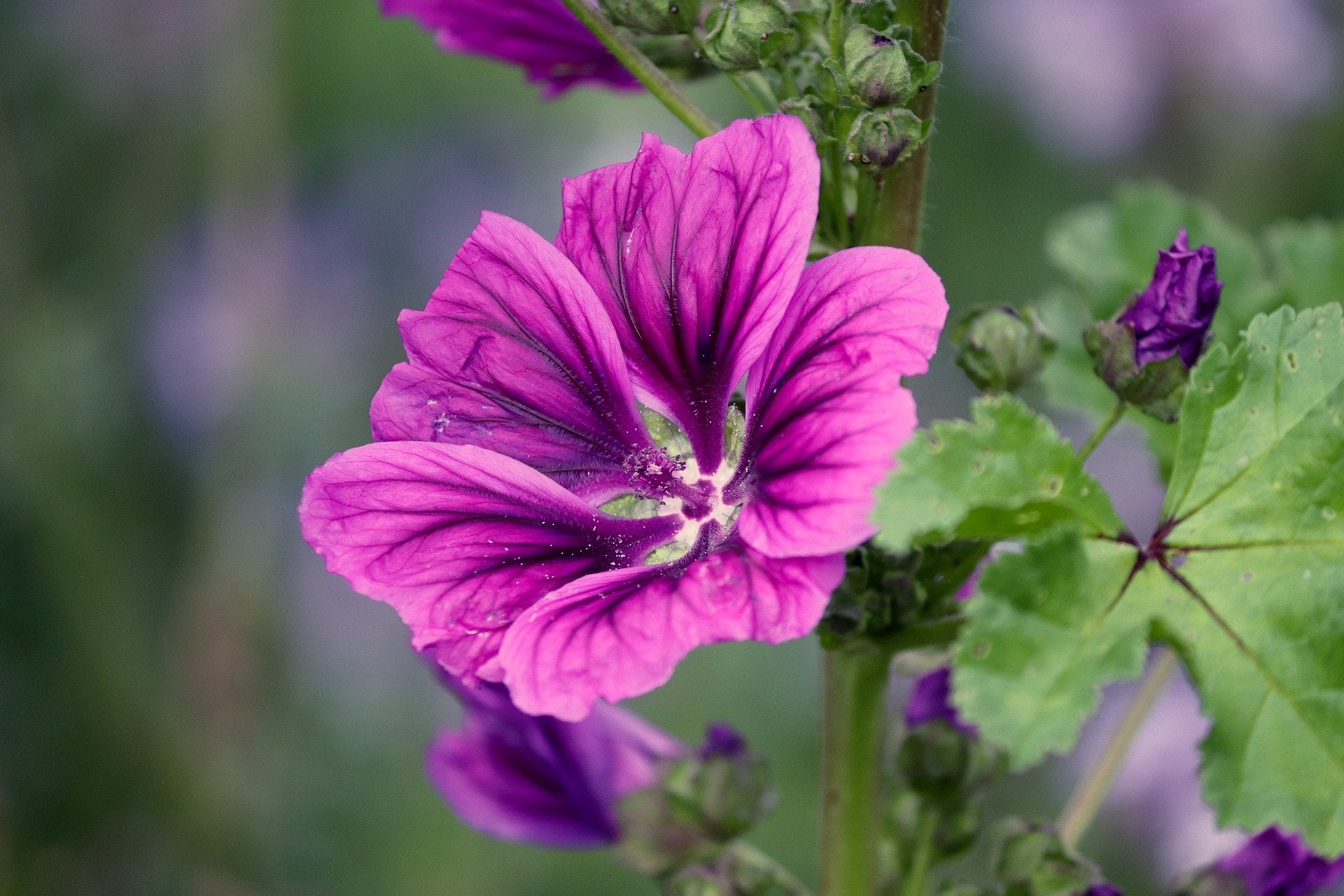 Malve Super-Single-Mix Seeds for Planting home garden flower bed