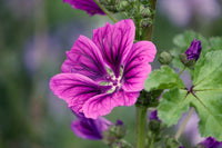 Malve Super-Single-Mix Seeds for Planting home garden flower bed