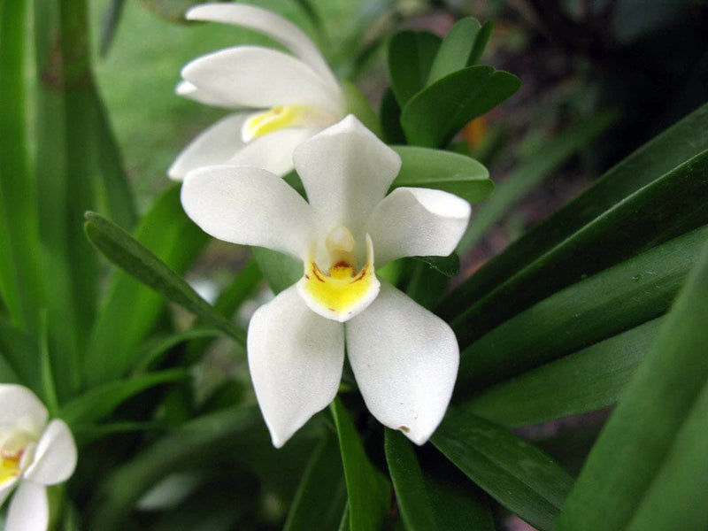 White Mix Cymbidium Maxillaria Flower Seeds for Planting Sun Loving Heirloom & GMO Free Seeds for Home Garden
 
 Sale