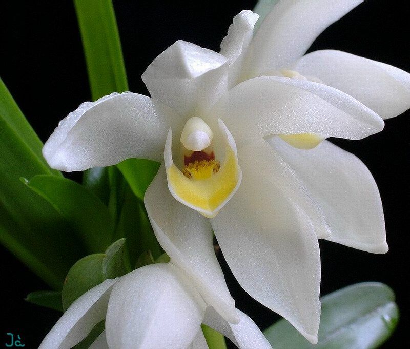 White Mix Cymbidium Maxillaria Flower Seeds for Planting Sun Loving Heirloom & GMO Free Seeds for Home Garden
 
 Sale