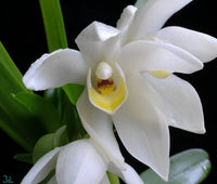 White Mix Cymbidium Maxillaria Flower Seeds for Planting Sun Loving Heirloom & GMO Free Seeds for Home Garden
 
 Sale