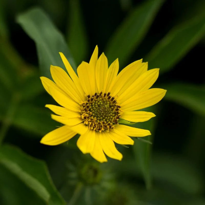 Helianthus Maximiliani Perennial Sunflower Seeds