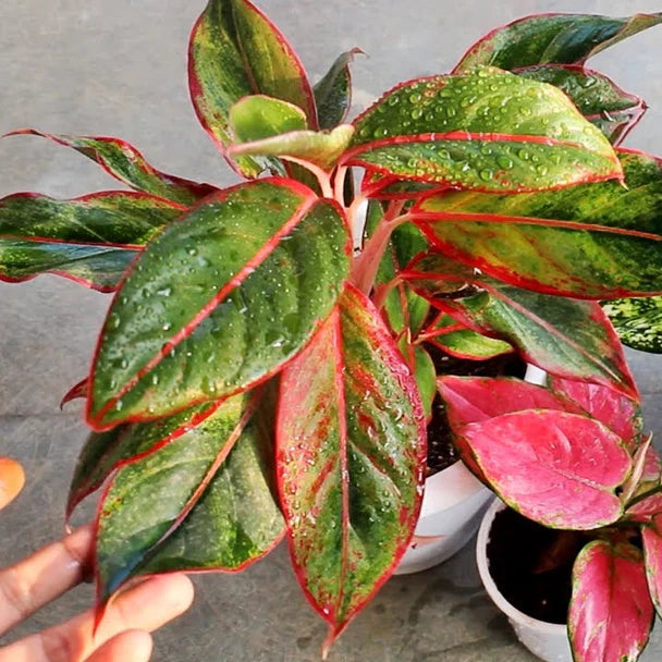 Mixed Aglaonema Flower seeds for Planting - Premium Quality, Heirloom & GMO Free Seeds for Home Garden