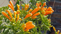 Yellow Pyrostegia Venusta Seeds Flower seeds for Planting Perfect for Borders Heirloom & GMO Free Seeds for Home Garden