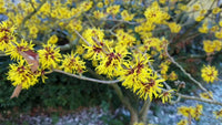 Zaubernuss Hamamelis Flower seeds for Planting - Easy to Grow, Heirloom & GMO Free Seeds for Home Garden