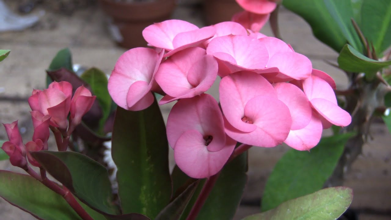 Blue Euphorbia Milii Flower seeds for Planting Colorful Display Heirloom & GMO Free Seeds for Home Garden
 
 Sale