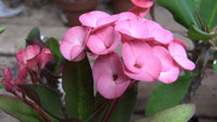 Blue Euphorbia Milii Flower seeds for Planting Colorful Display Heirloom & GMO Free Seeds for Home Garden
 
 Sale