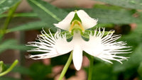 Radiata Orchid Flower seeds for Planting Bright Blooms Heirloom & GMO Free Seeds for Home Garden