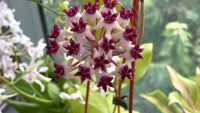 Purple Hoya Carnosa Flower Seeds for Planting Cottage Garden Essential Heirloom & GMO Free Seeds for Home Garden
 
 Sale