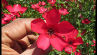 Scarlet Flax Flower seeds for Planting Bright Blooms Heirloom & GMO Free Seeds for Home Garden
