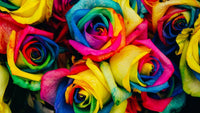 Yellow Rainbow Rose Flower Seeds for Planting NonGMO Heirloom Garden Seeds for Growing Easy to Grow 
 
 Sale