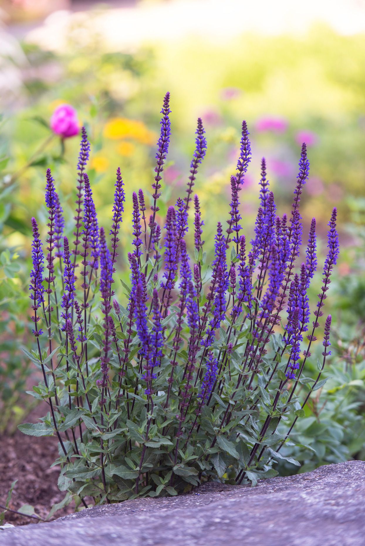 Purple Perennial Flower seeds for Planting Colorful Display Heirloom & GMO Free Seeds for Home Garden