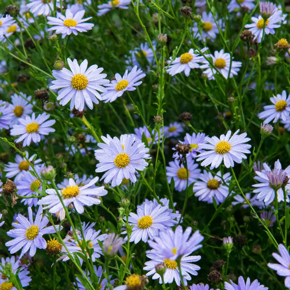 Kalimeris Indica Seeds for Planting  Grow Your Own Garden Flowers
