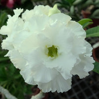 White (White Adenium) seeds for planting in home garden